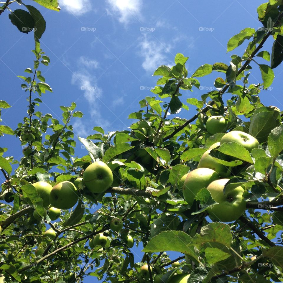 Green apples, blue sky. 