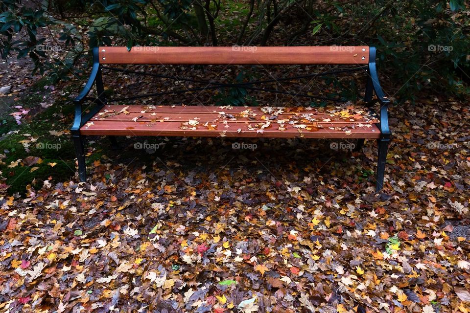 Wooden park bench and the ground is covered with lots of beautiful colorful leaves in the fall 