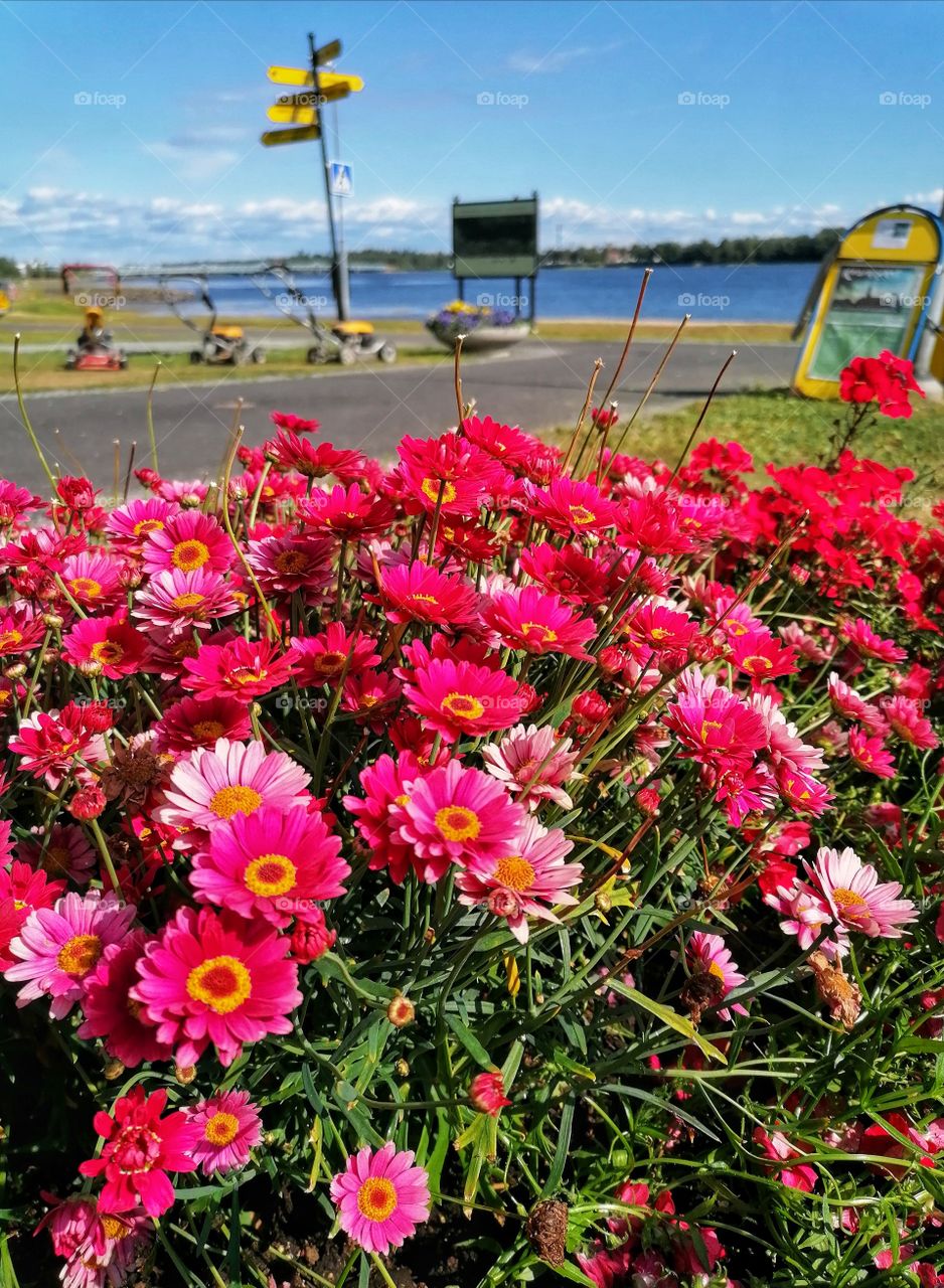 Beautiful summer flowers.