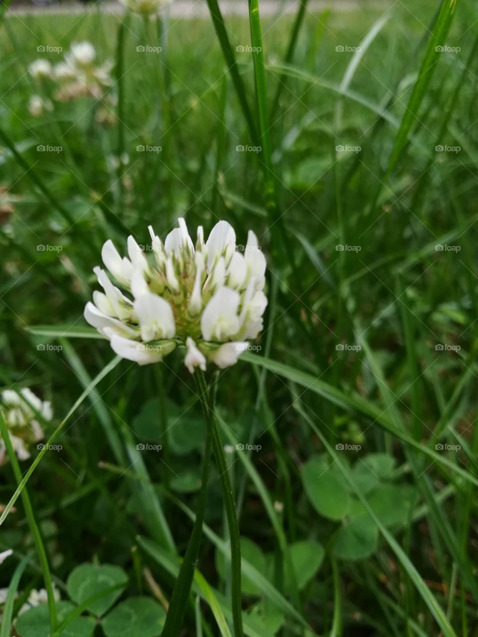 White clover