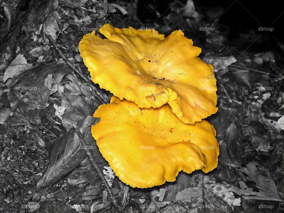 cantharellus cibarius - lisičarka