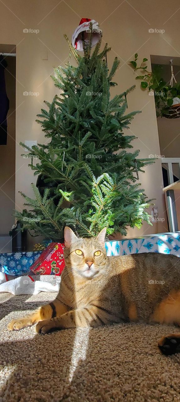 kitty presents