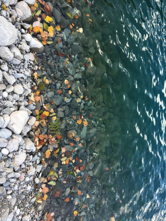 Leaves in Lake