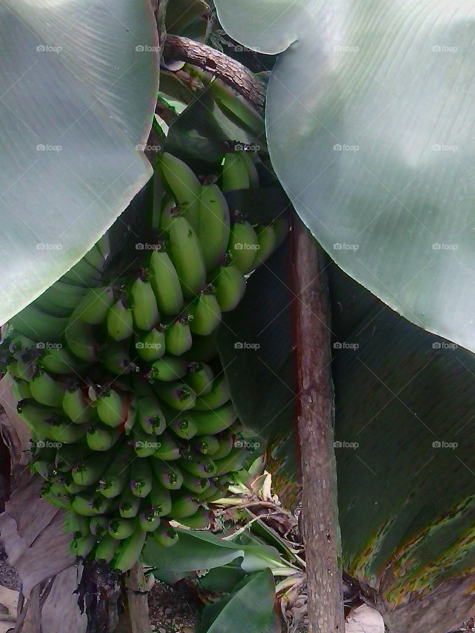 plantain plant