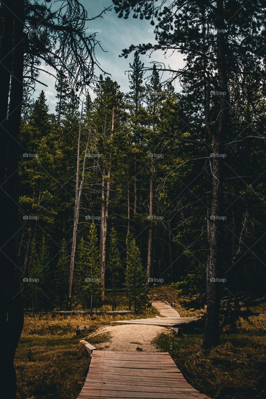 Desolate forest path.