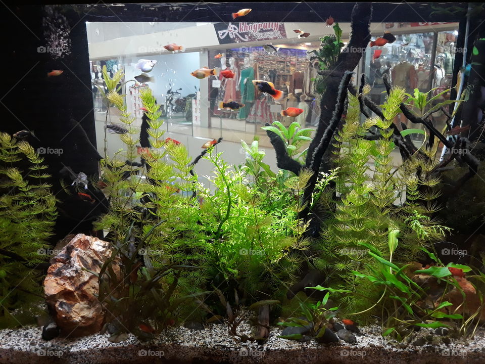 Decoration ideas for Aquarium Lovers; fresh water colourful fish, green aquatic plants and many decorations.