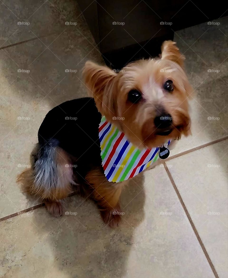 Chango just got his groom.