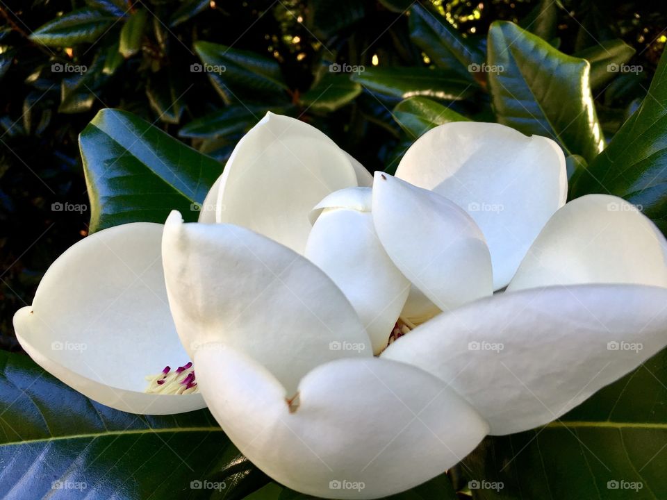 Magnolia flower.