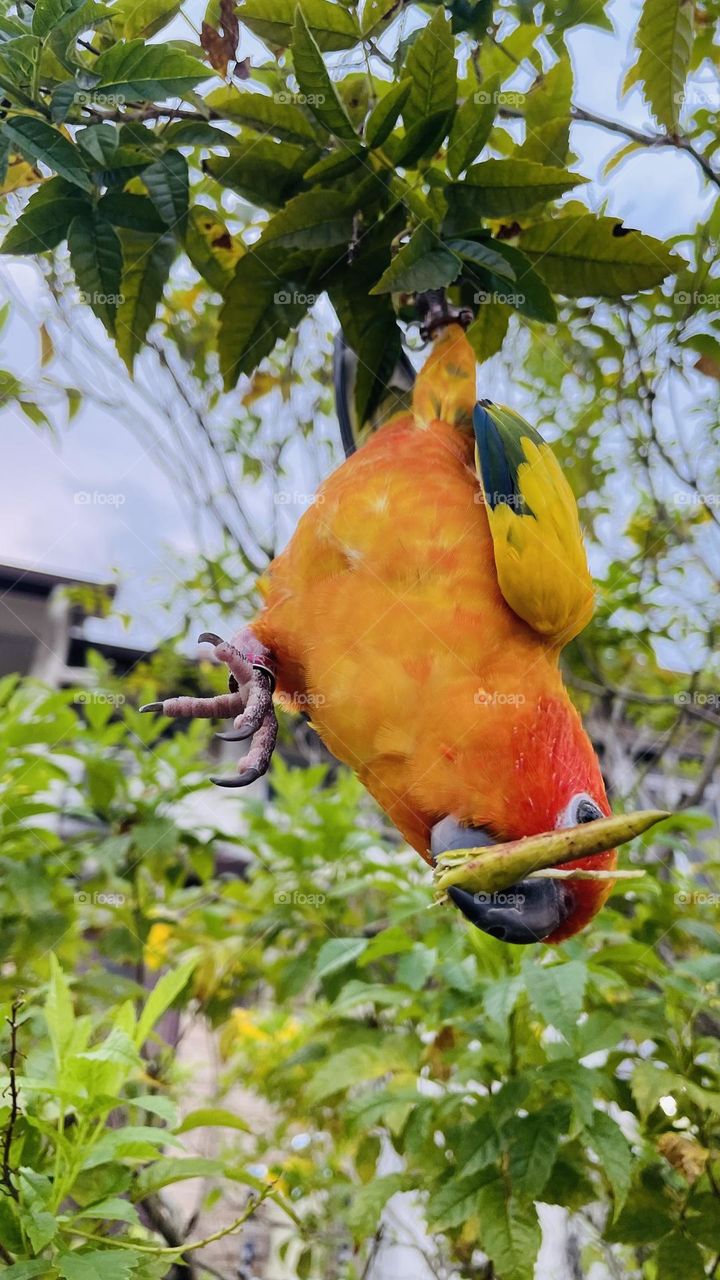 Birds and bee’s beauty 