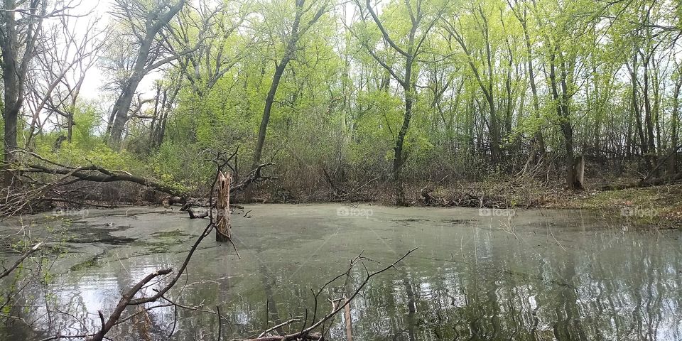 a small swamp off of the beaten trail at a park
