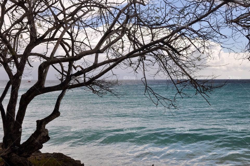 Tree at sea, barbados