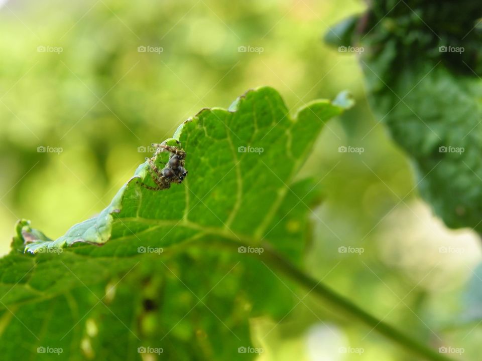 jumping spider on a berrybush leaf