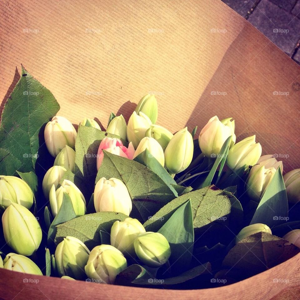 Tulips from amsterdam