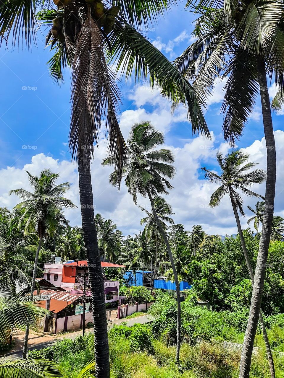 Coconut trees in the village