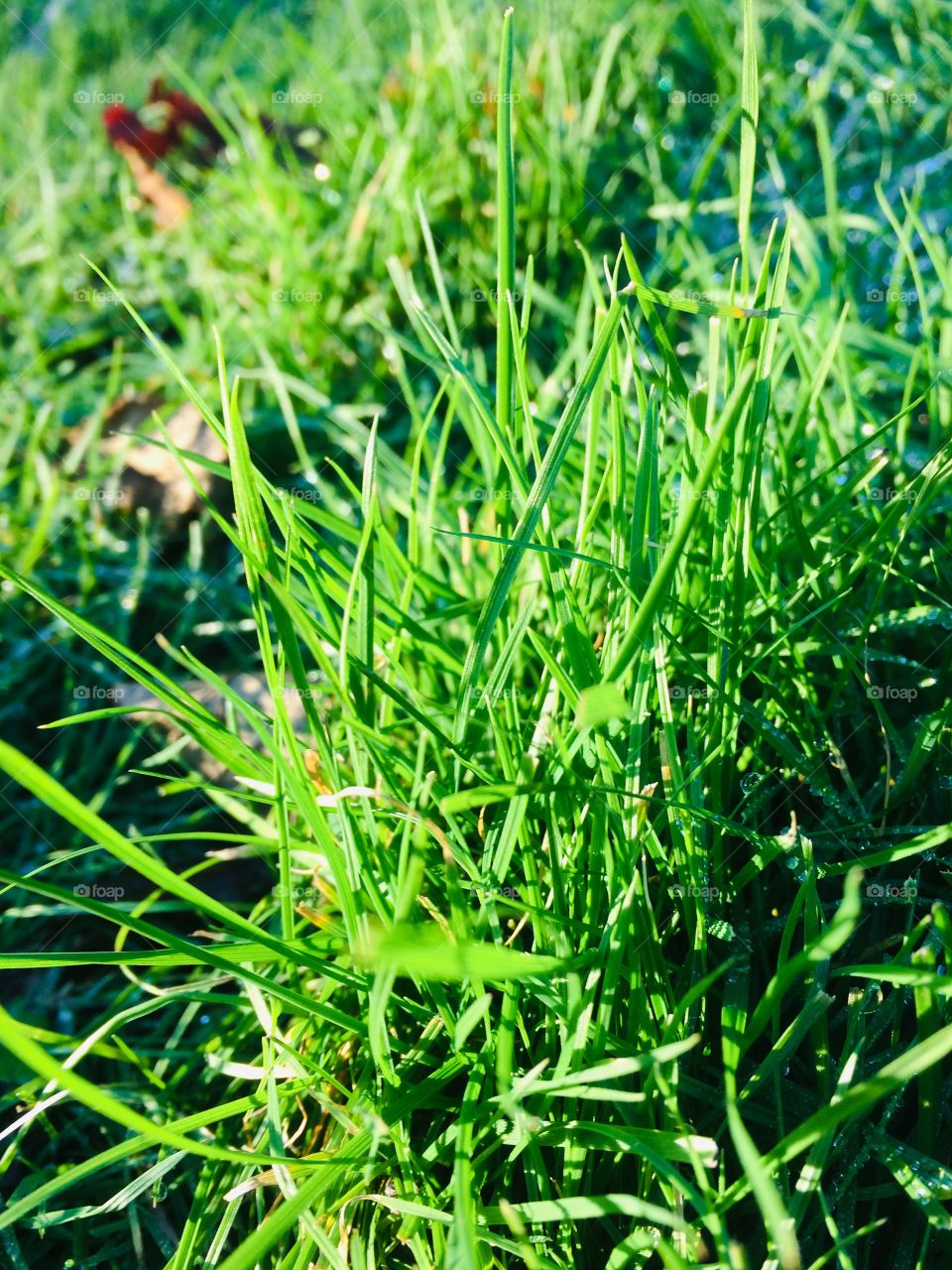 Grass close up