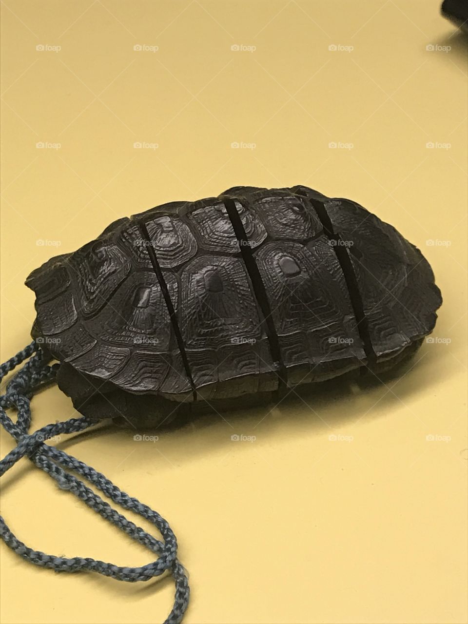 Small turtle carapace 
