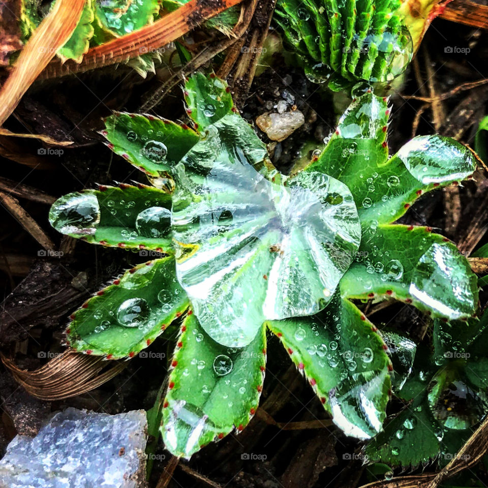 Heart-shaped dewdrop on a green plant