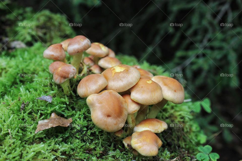 Mushrooms on a mossy ground in the Black Forest.