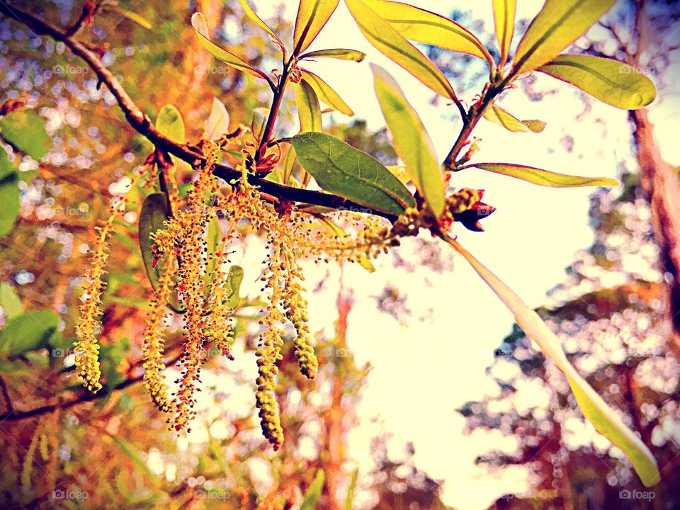 Budding oaks at springtime
