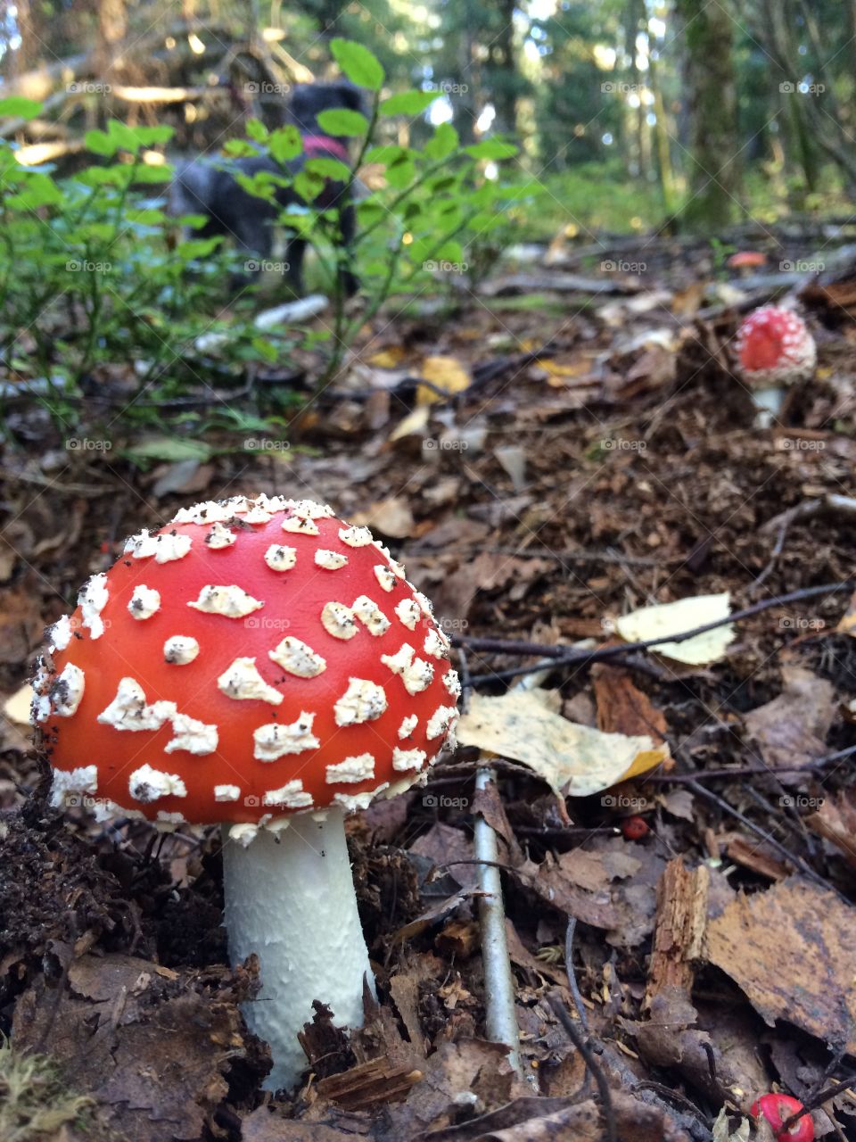 Mushroom. mushrooms in the garden