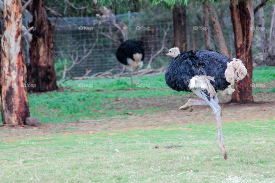 ostrich on the run!