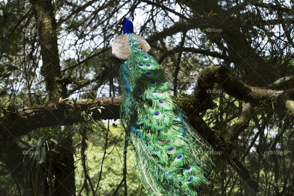 Beautiful peacock.