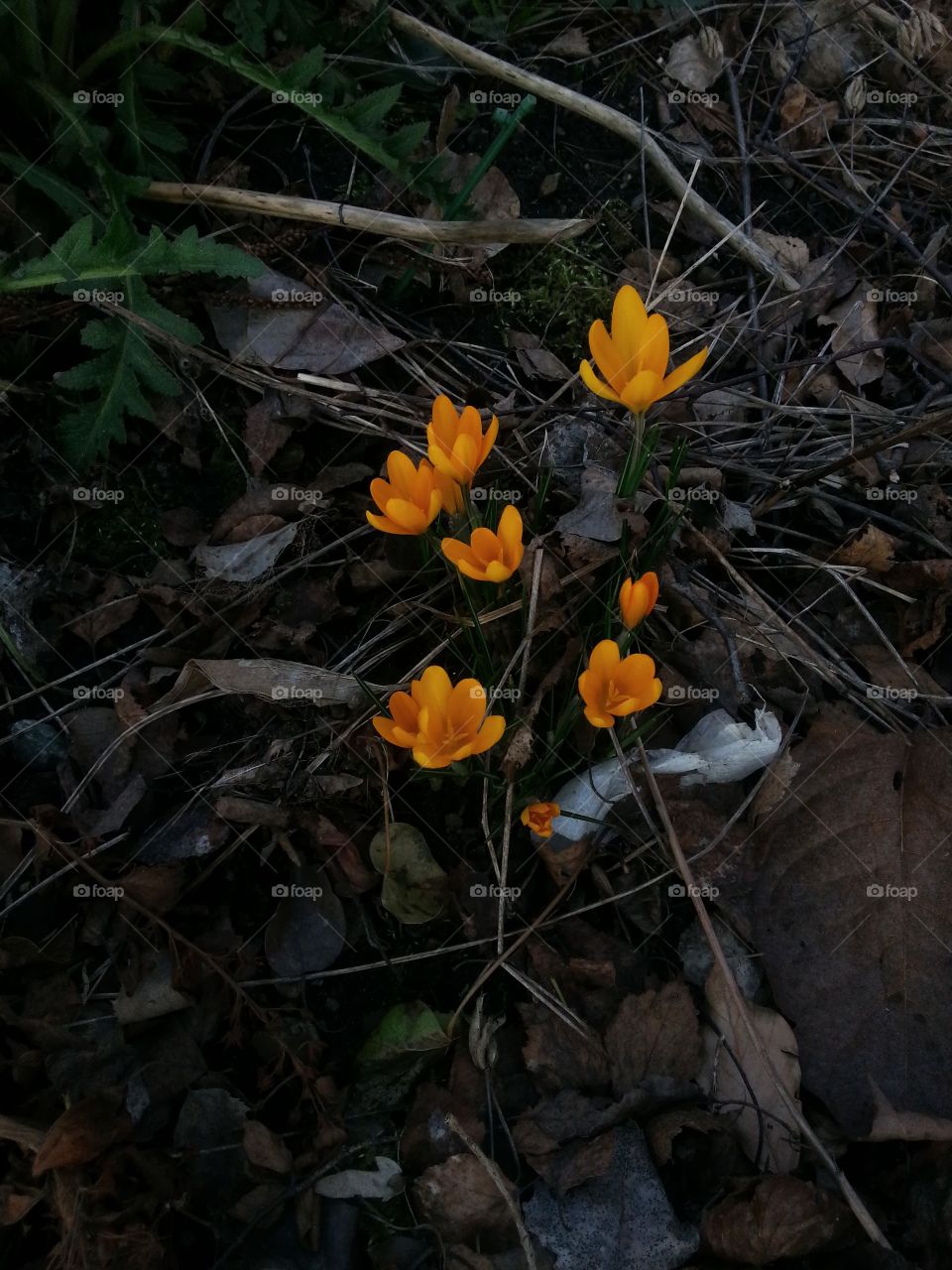 Flowers braking through in spring time