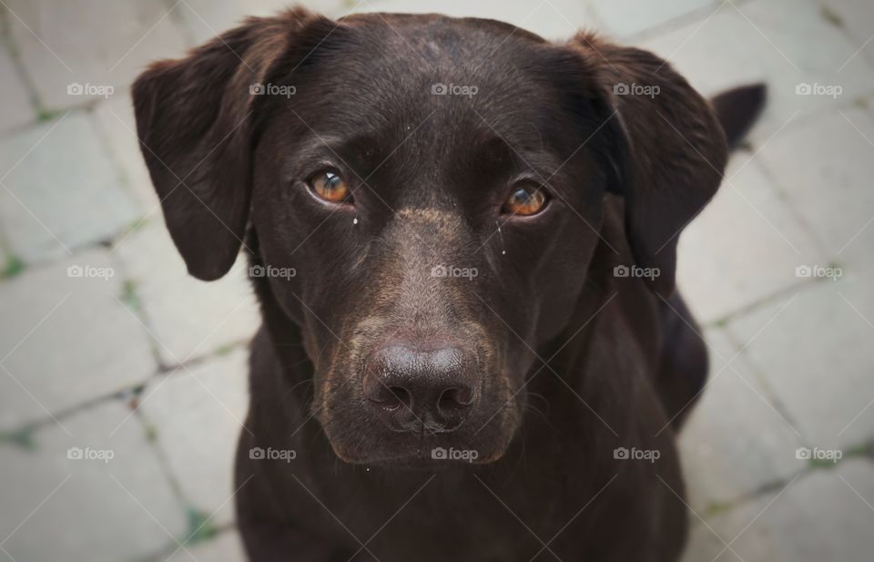 High angle view of dog