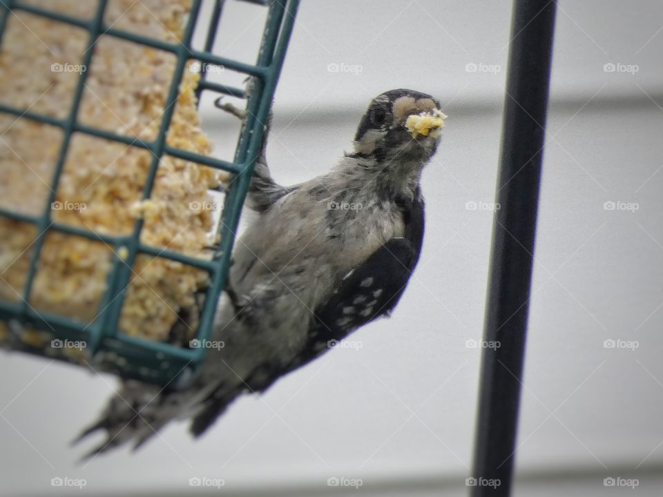 downy woodpecker