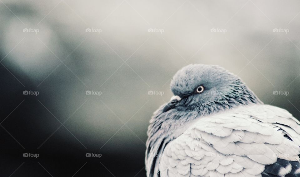 Pigeon against water