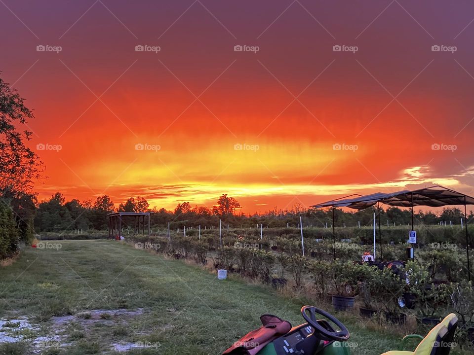 Blueberries farm Florida