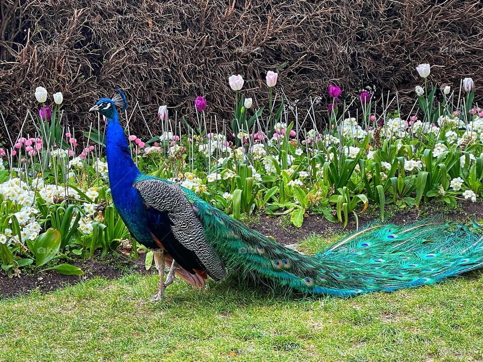 Peacock photograph from Holland Park London United Kingdom 
