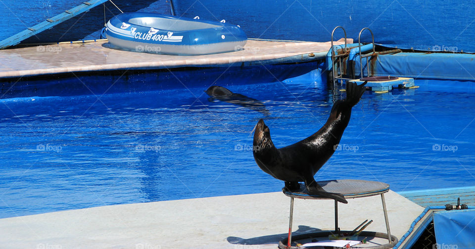 circus, dolphinsrium, walrus