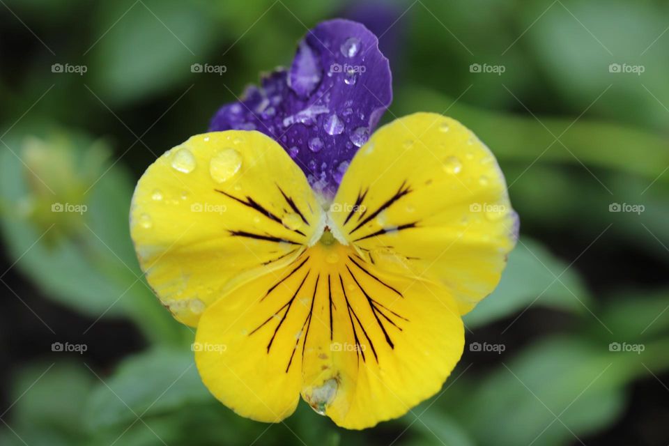 Dropletes of water on the flower