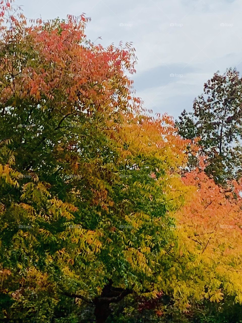 November colors 