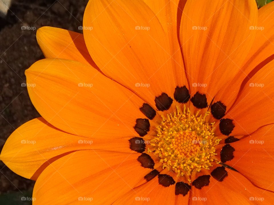 The beauty of flowers