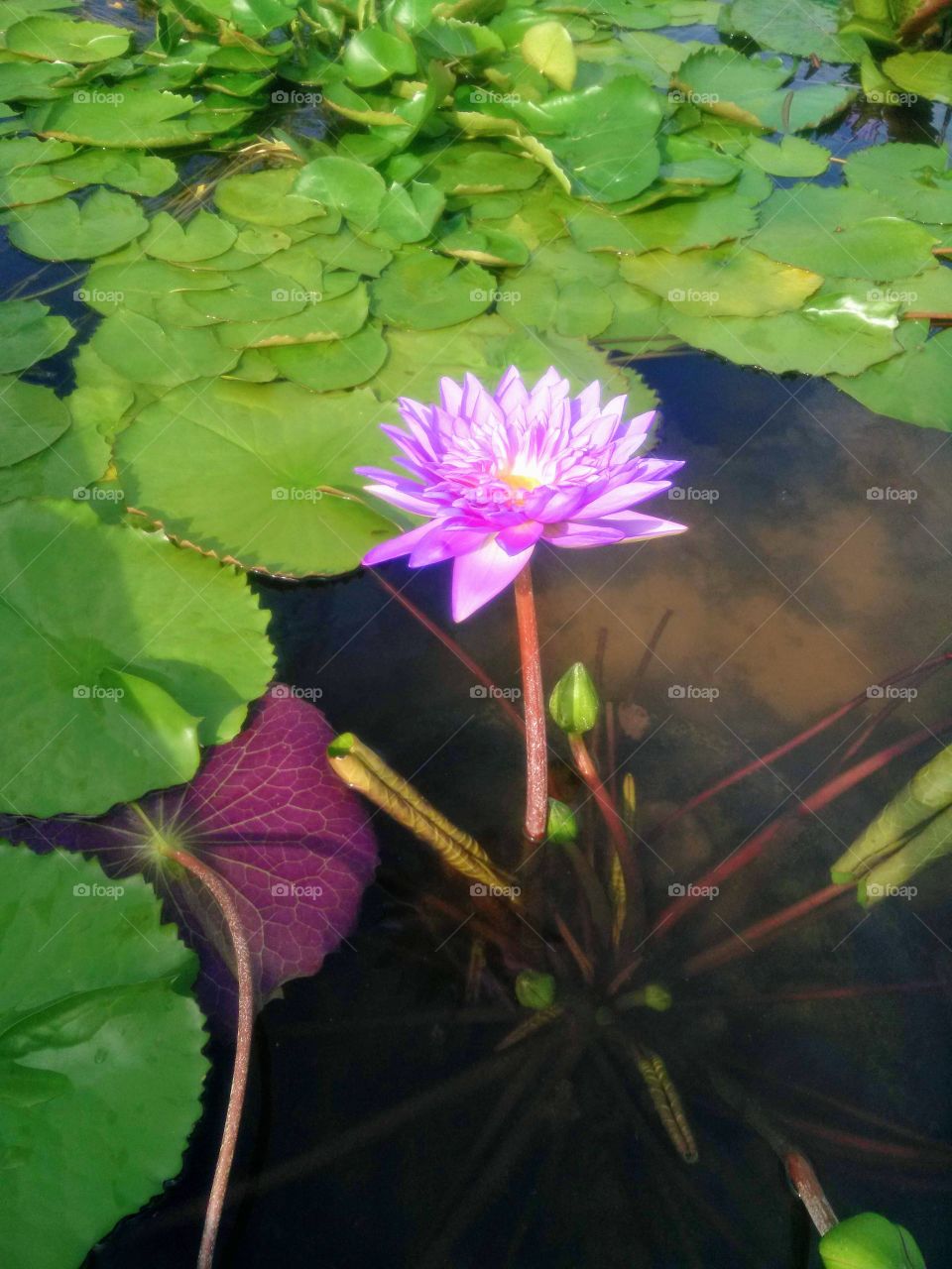 thai lotus