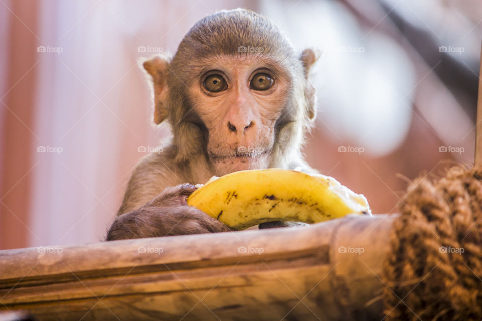 monkey is so beautiful nd also back light in all sides and hairs this is called rim light. monkey eating is banana . monkey favourite food banana