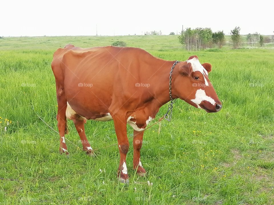 Cow