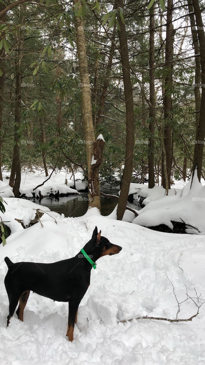 Sasha in the winter on an adventure