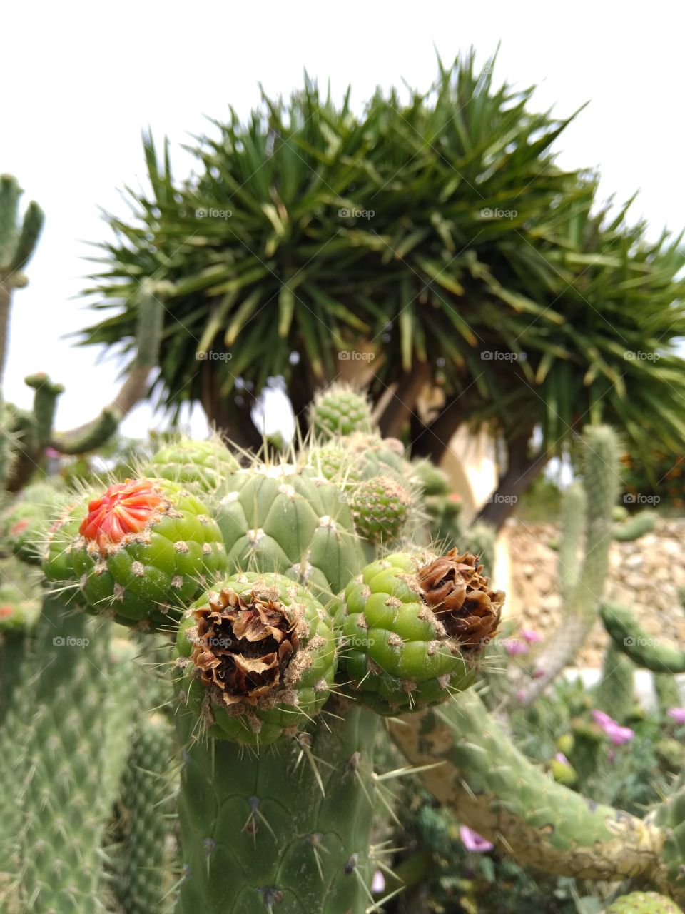 cactus green closeup