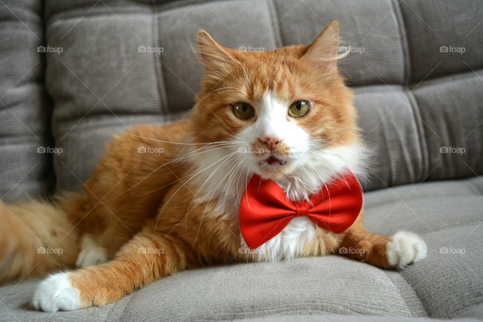 Kitten with bow tie on sofa