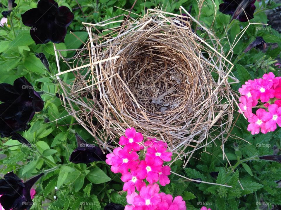 Birds Nest in Flowers