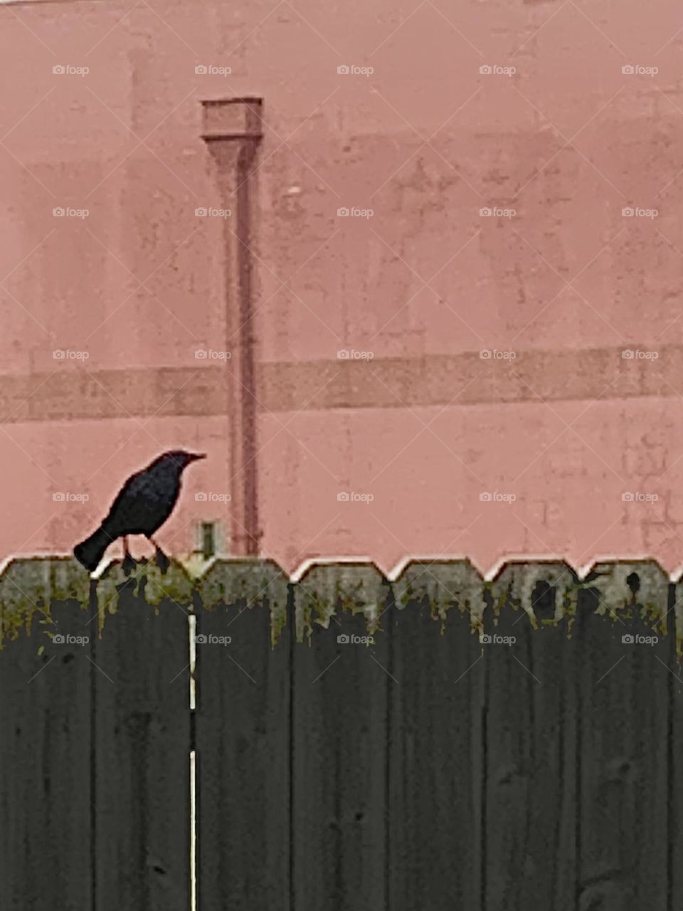 Crow on fence