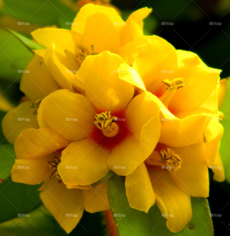 Yellow Flower