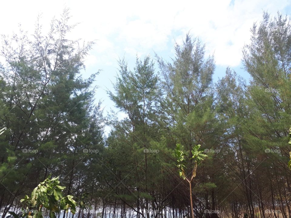 bright green beech and maple forest in spring with lush herbaceous vegetation covering the ground and leaves starting to sprout on sunny day