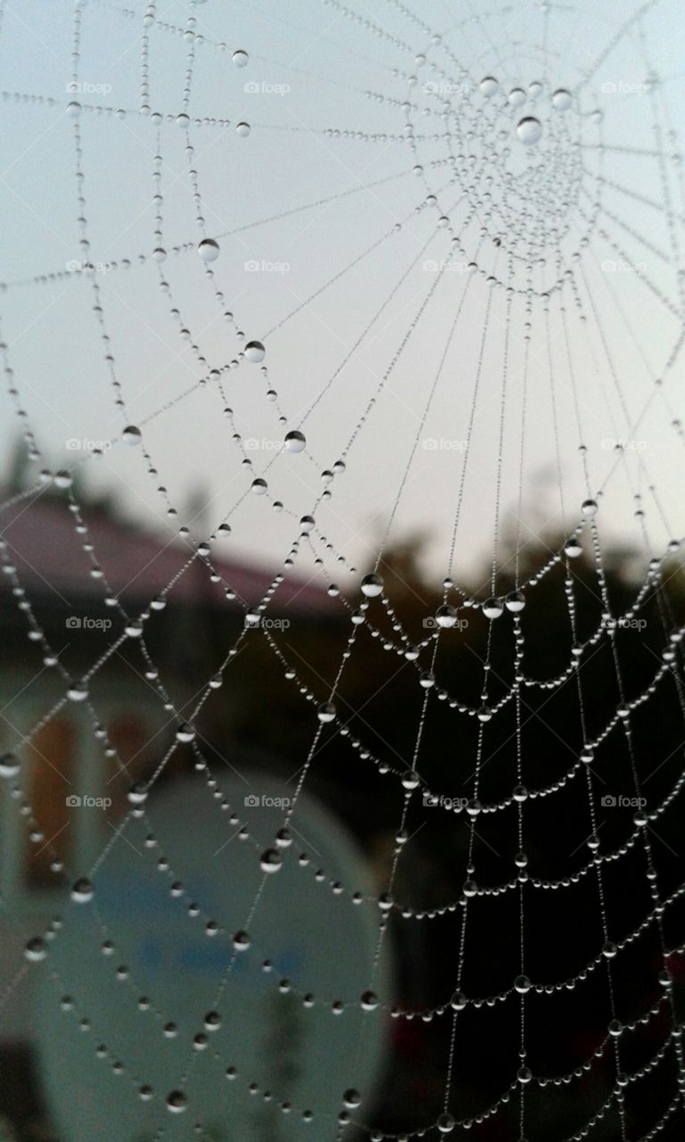 Water drops on web. Found this in the morning outside the house