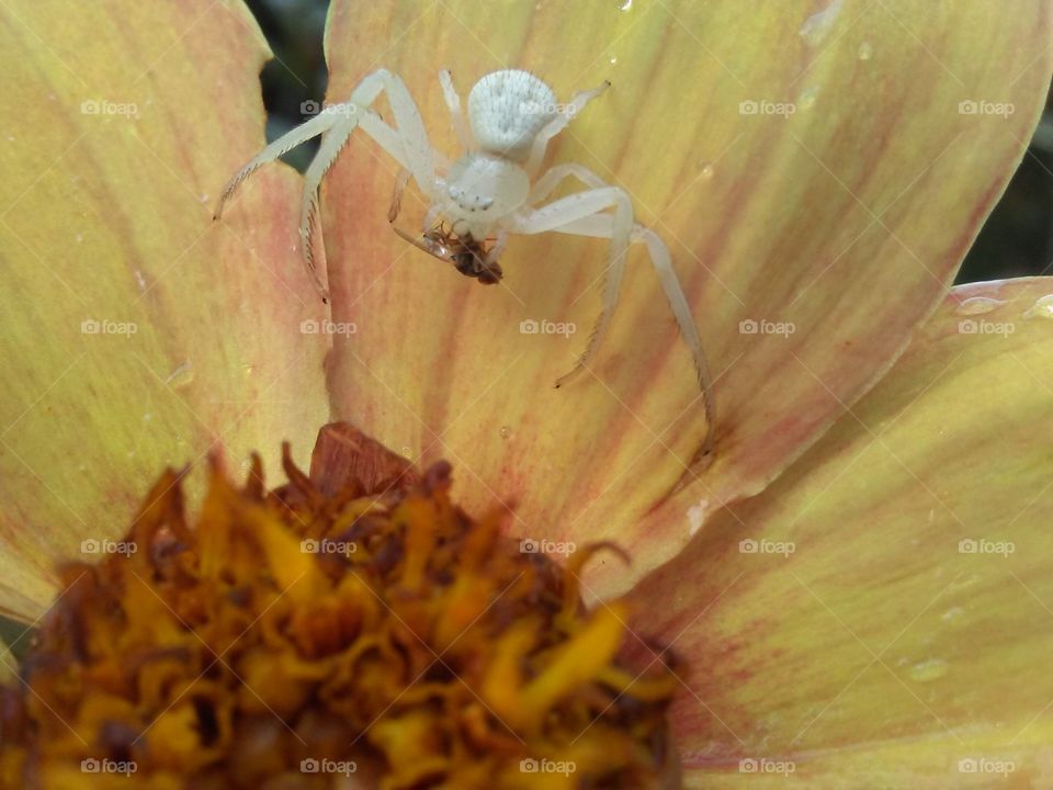 white spider enjoys a meal