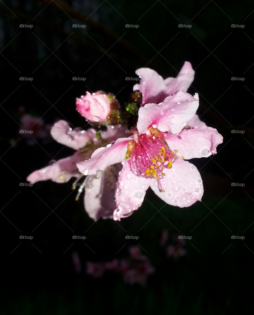 Peach Blossoms in the Rain