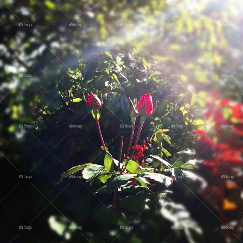 🌹 🇺🇸 Very beautiful flowers to brighten our day.  Live nature and its beauty. Did you like the delicate petals? / 🇧🇷 Flores muito bonitas para alegrar nosso dia. Viva a natureza e sua beleza. Gostaram das pétalas delicadas? 